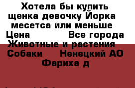 Хотела бы купить щенка девочку Йорка 2 месетса или меньше › Цена ­ 5 000 - Все города Животные и растения » Собаки   . Ненецкий АО,Фариха д.